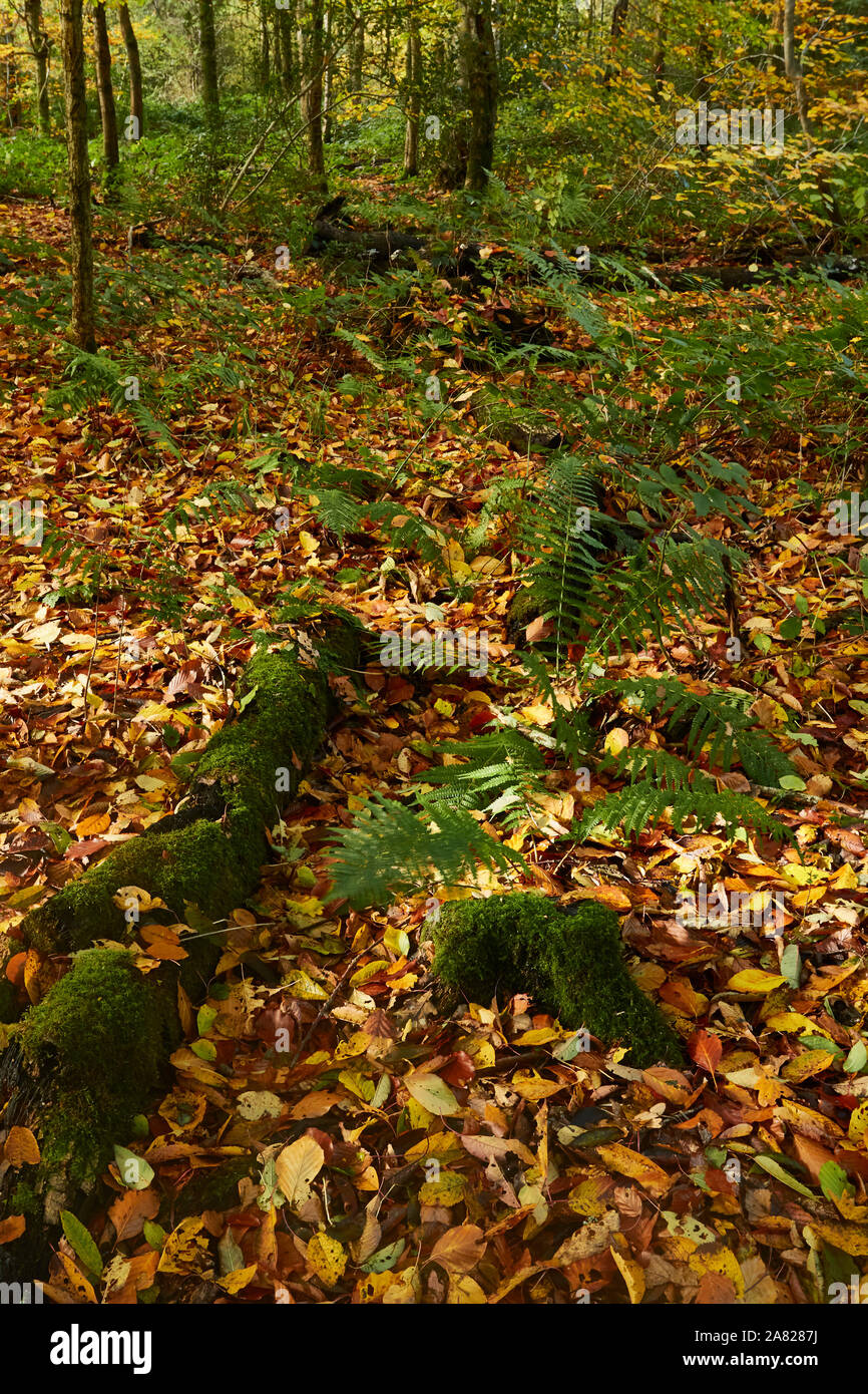 Bosques naturales, paisajes en otoño en inglés Fotografía de stock Alamy