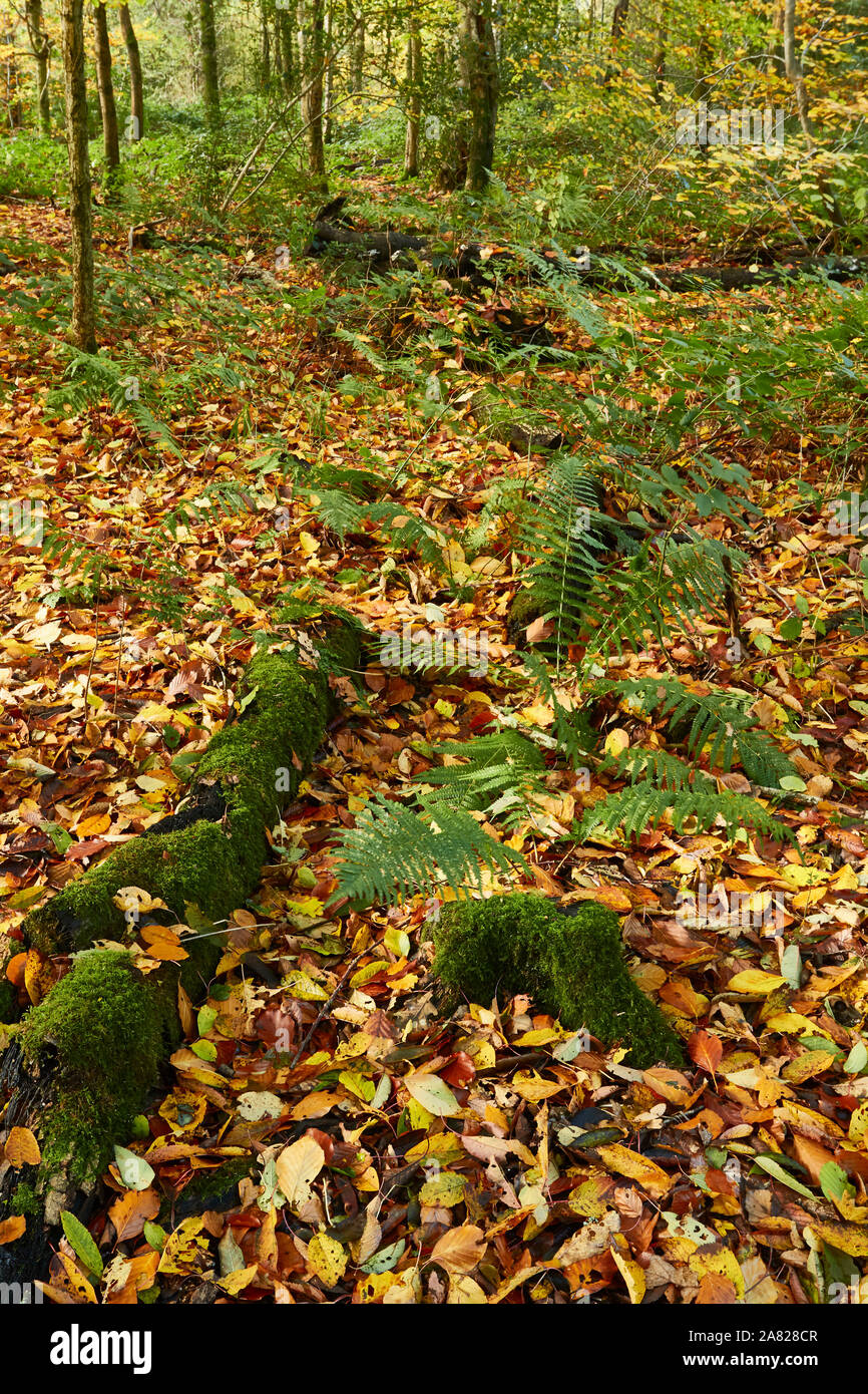 Bosques naturales, paisajes en otoño en inglés Fotografía de stock Alamy