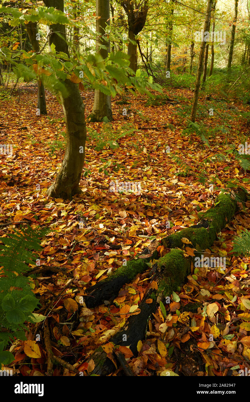 Bosques naturales, paisajes en otoño en inglés Fotografía de stock Alamy