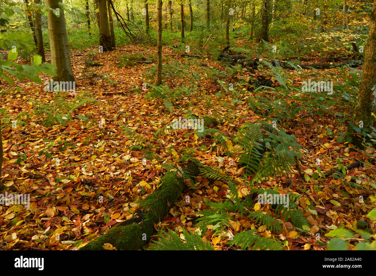 Bosques naturales, paisajes en otoño en inglés Fotografía de stock Alamy