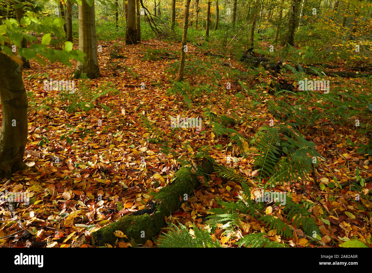 Bosques naturales, paisajes en otoño en inglés Fotografía de stock Alamy