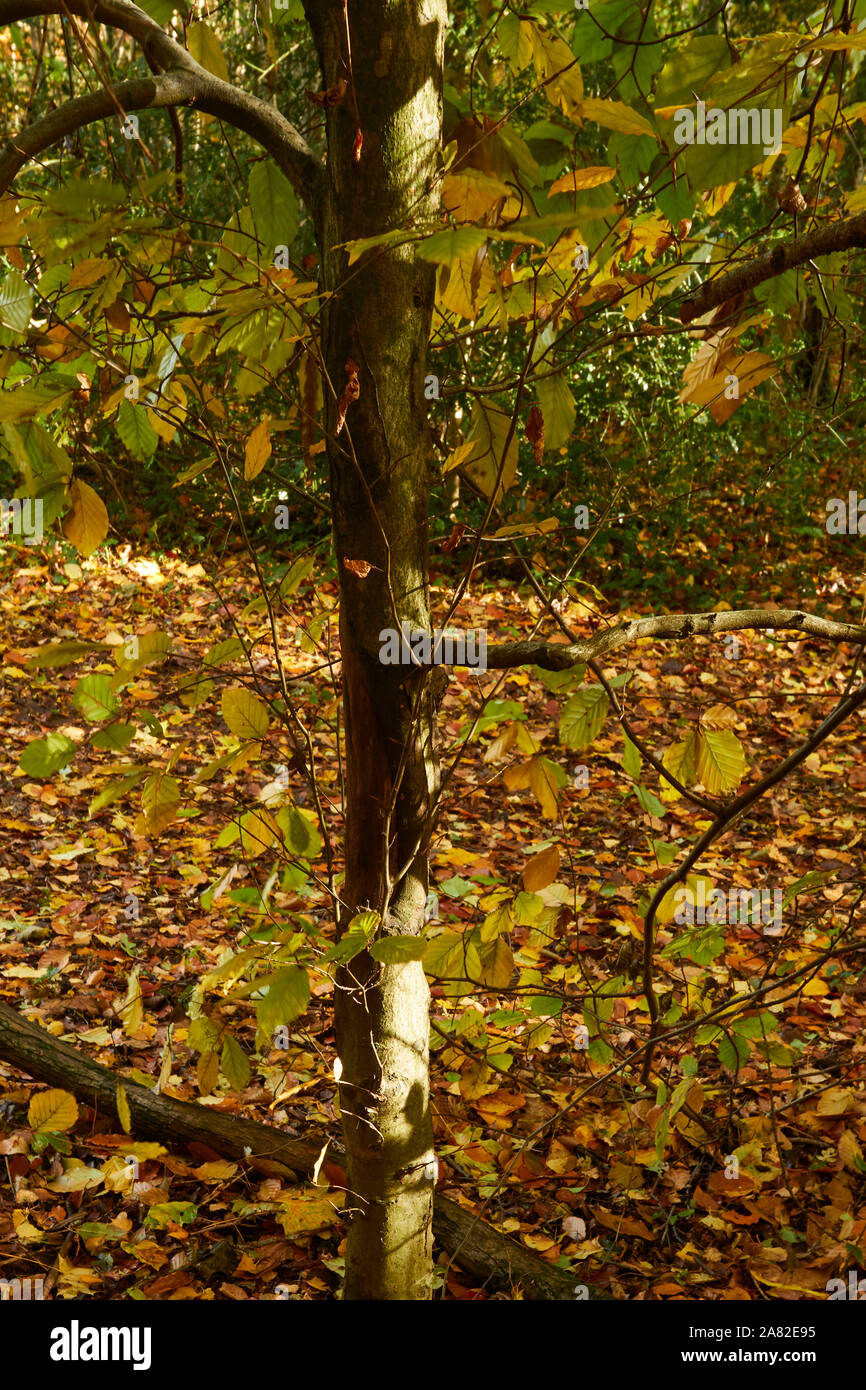 Bosques naturales, paisajes en otoño en inglés Fotografía de stock Alamy