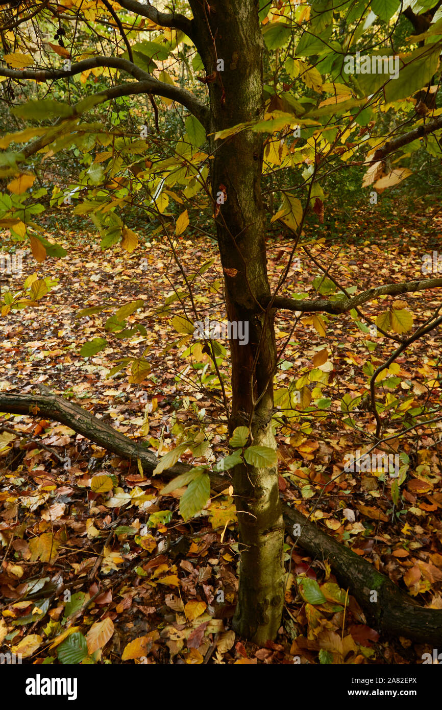 Bosques naturales, paisajes en otoño en inglés Fotografía de stock Alamy