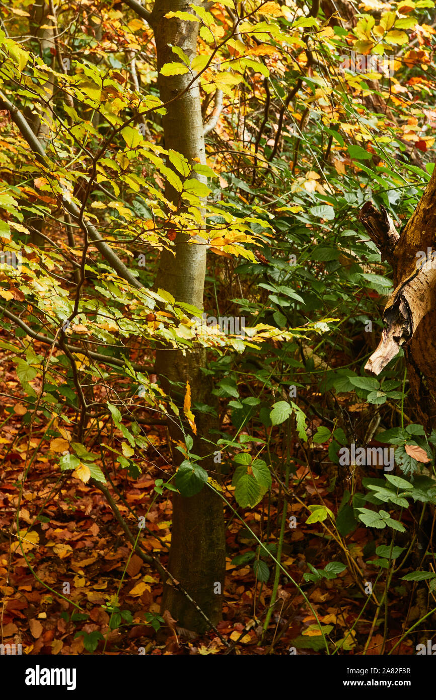 Bosques naturales, paisajes en otoño en inglés Fotografía de stock Alamy