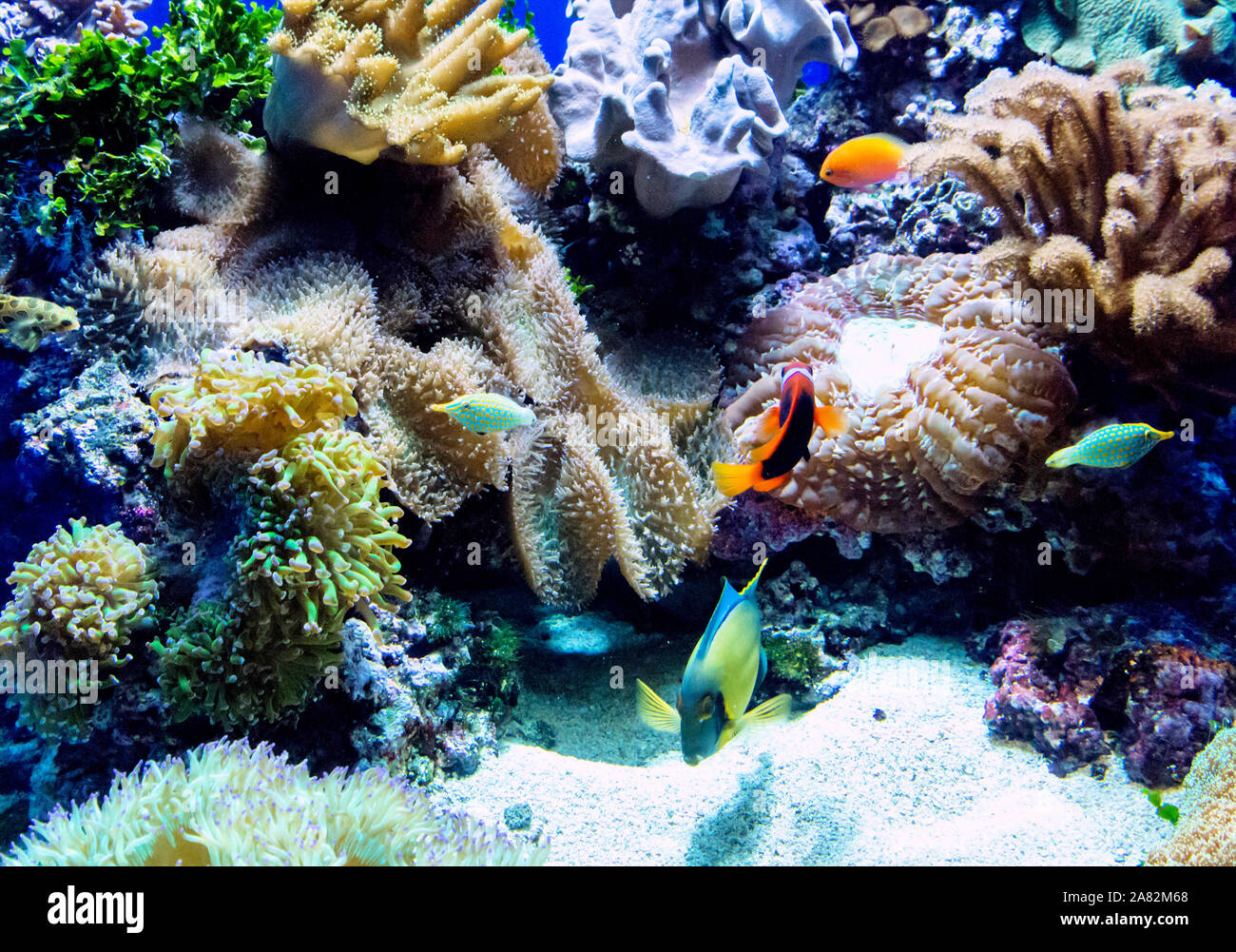 Los peces nadan en un acuario de agua salada con colorido lleno de corales, anémonas y la roca viva Foto de stock