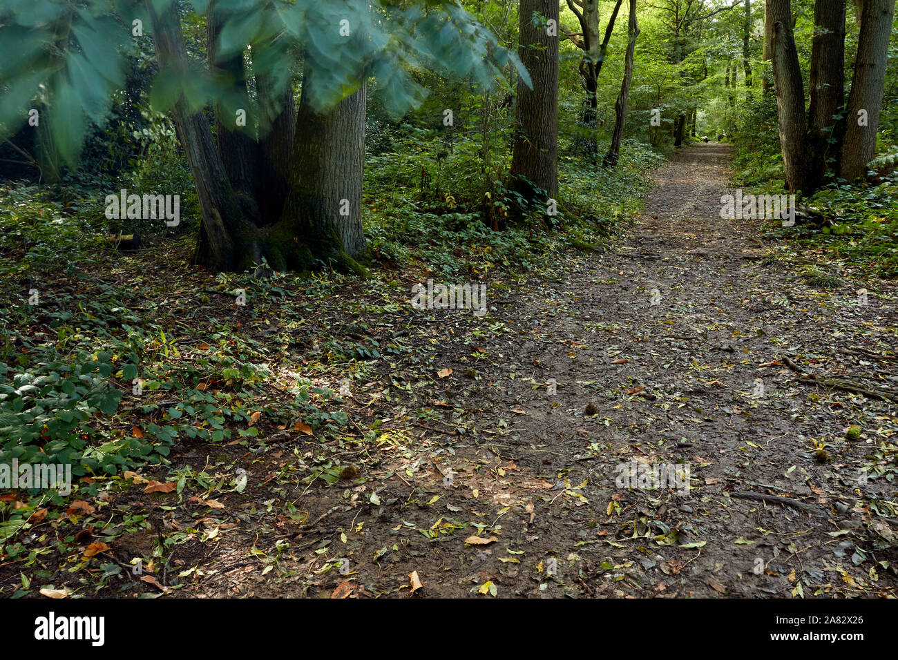 Bosques naturales, paisajes en otoño en inglés Fotografía de stock Alamy
