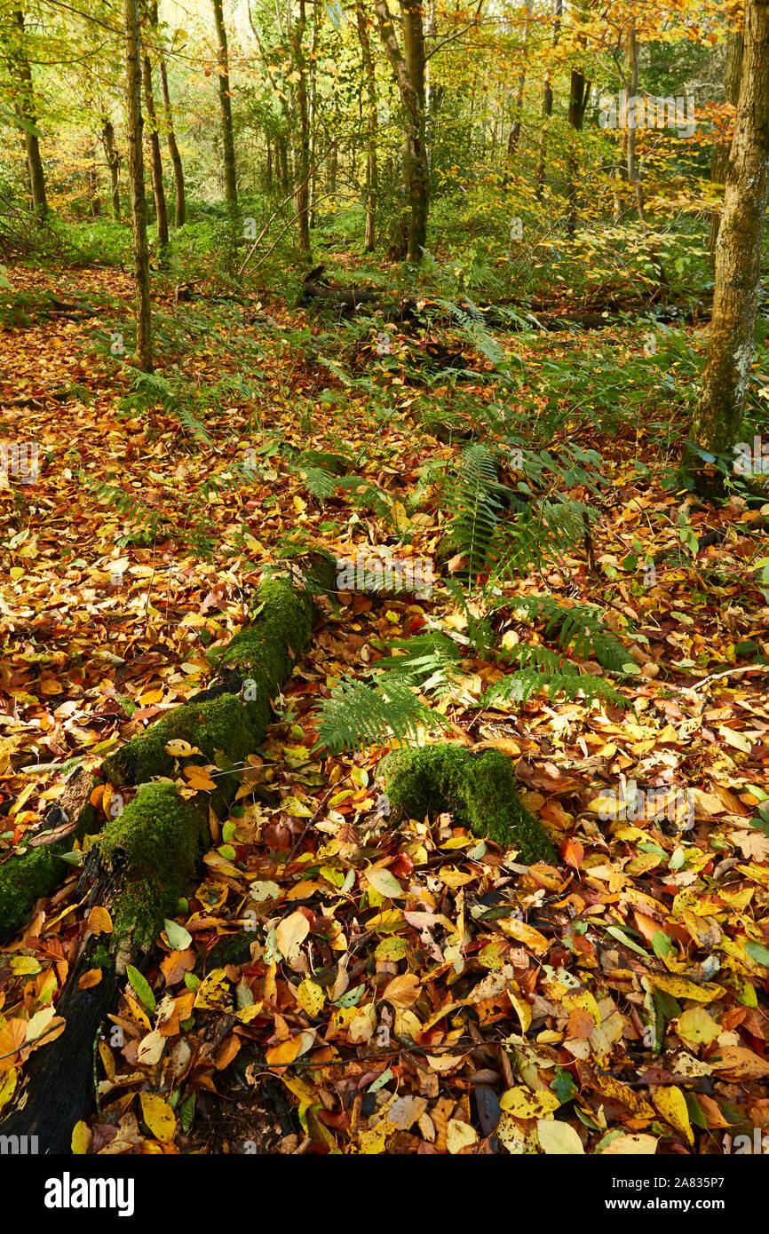 Bosques naturales, paisajes en otoño en inglés Fotografía de stock Alamy