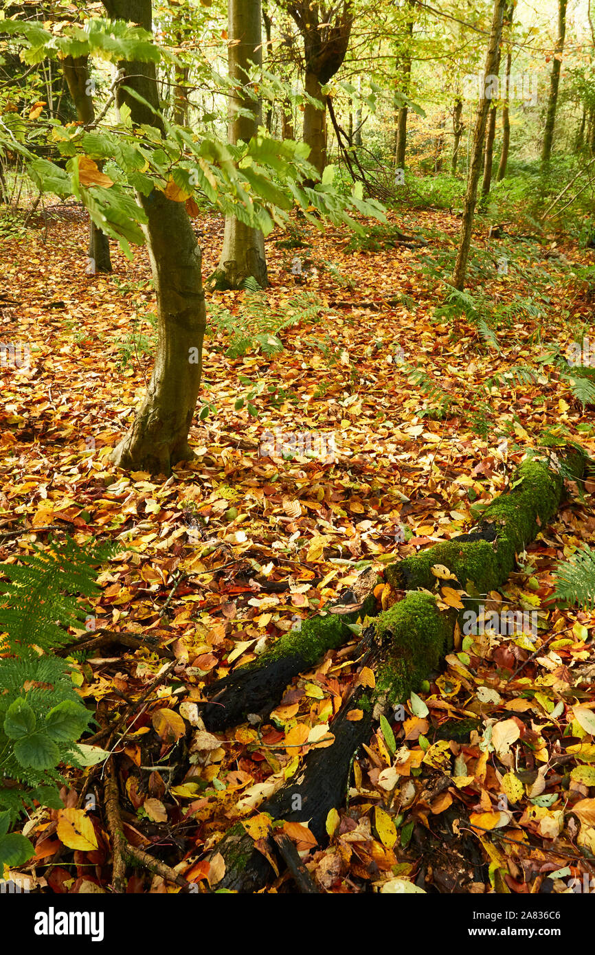 Bosques naturales, paisajes en otoño en inglés Fotografía de stock Alamy