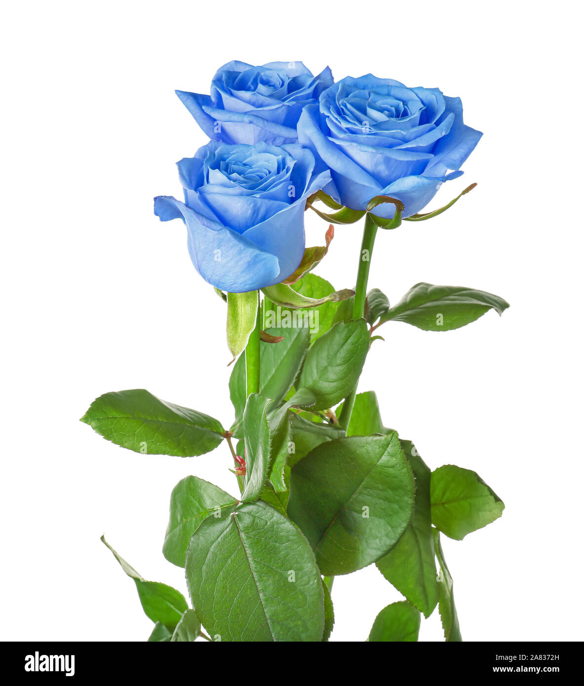 Hermosas Rosas azules sobre fondo blanco Fotografía de stock - Alamy
