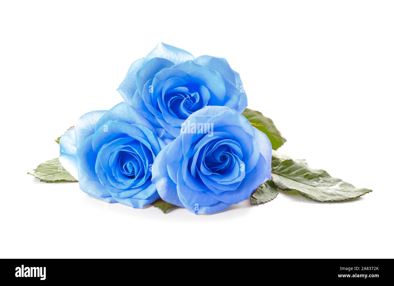 Hermosas flores rosas azules sobre fondo blanco Fotografía de stock - Alamy