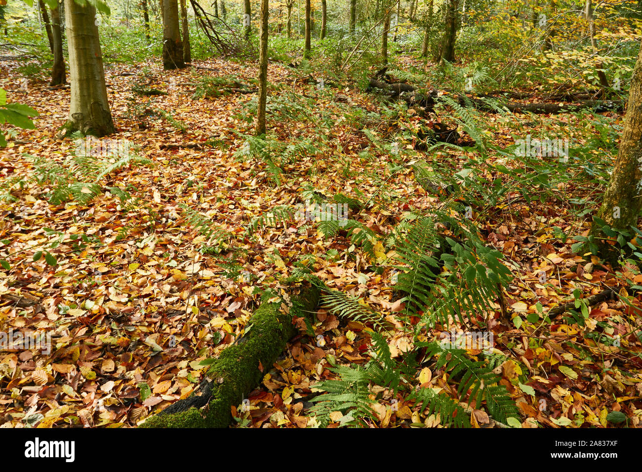 Bosques naturales, paisajes en otoño en inglés Fotografía de stock Alamy