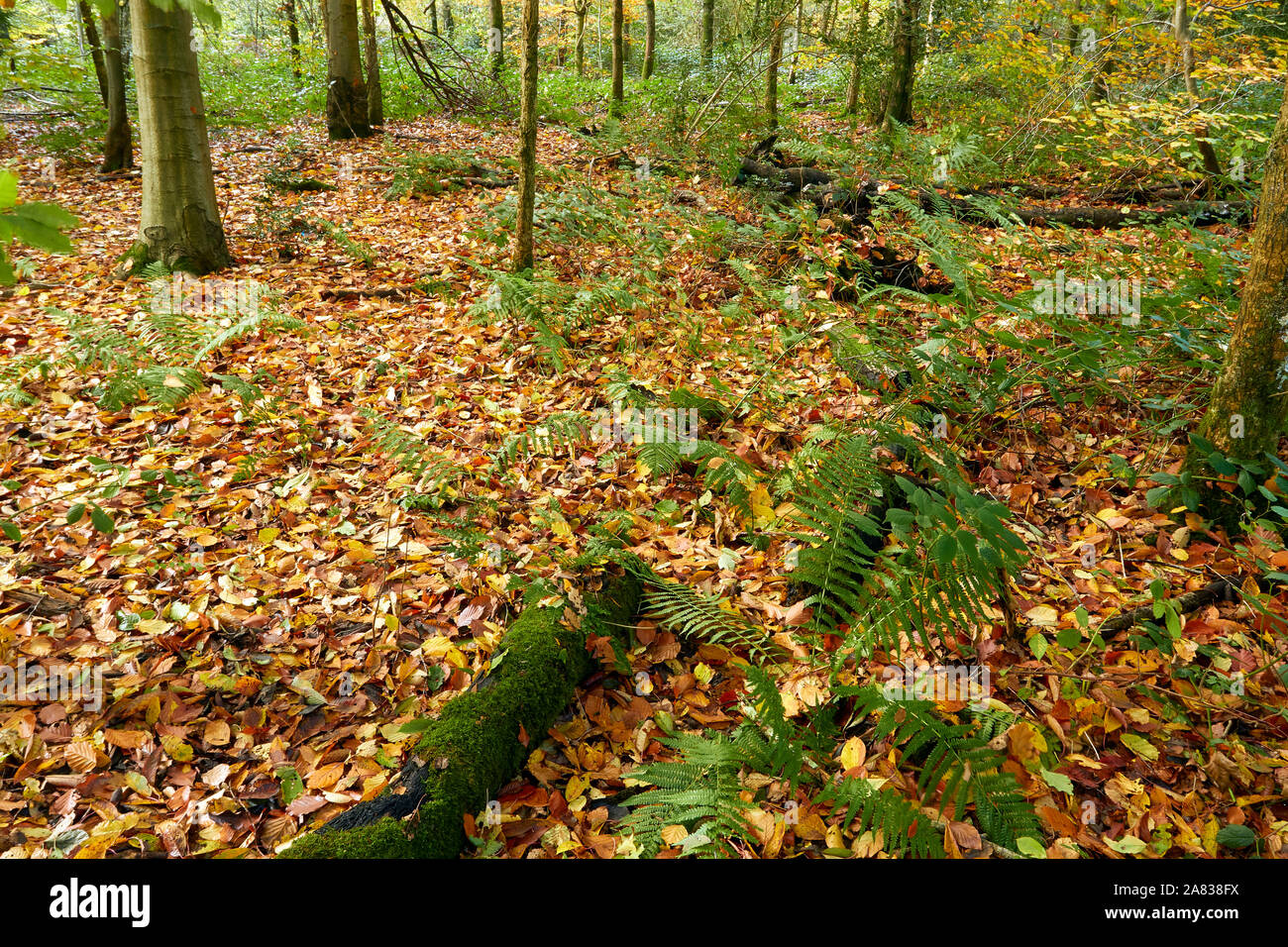 Bosques naturales, paisajes en otoño en inglés Fotografía de stock Alamy