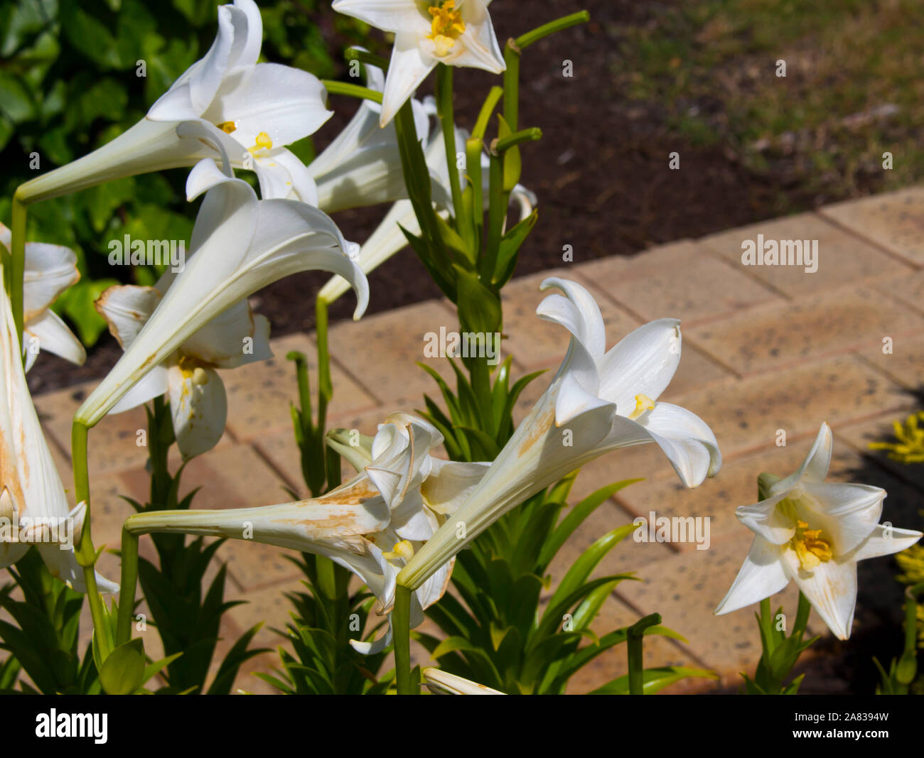 Gloriosa Lilium candidum o Madonna Lily una planta del género Lilium, uno  de los verdaderos lirios floración en primavera es una planta de jardín  decorativo Fotografía de stock - Alamy