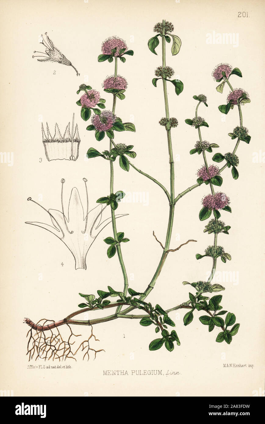 Poleo, pudín de pasto o squaw, menta Mentha pulegium. Litografía Handcolored por Hanhart tras una ilustración botánica por David Blair de Robert Bentley y Henry Trimen las plantas medicinales, Londres, 1880 Fotografía Poleo, pudín de pasto o squaw, menta Mentha pulegium. Litografía Handcolored por Hanhart tras una ilustración botánica por David Blair de Robert Bentley y Henry Trimen las plantas medicinales, Londres, 1880 Fotografía
