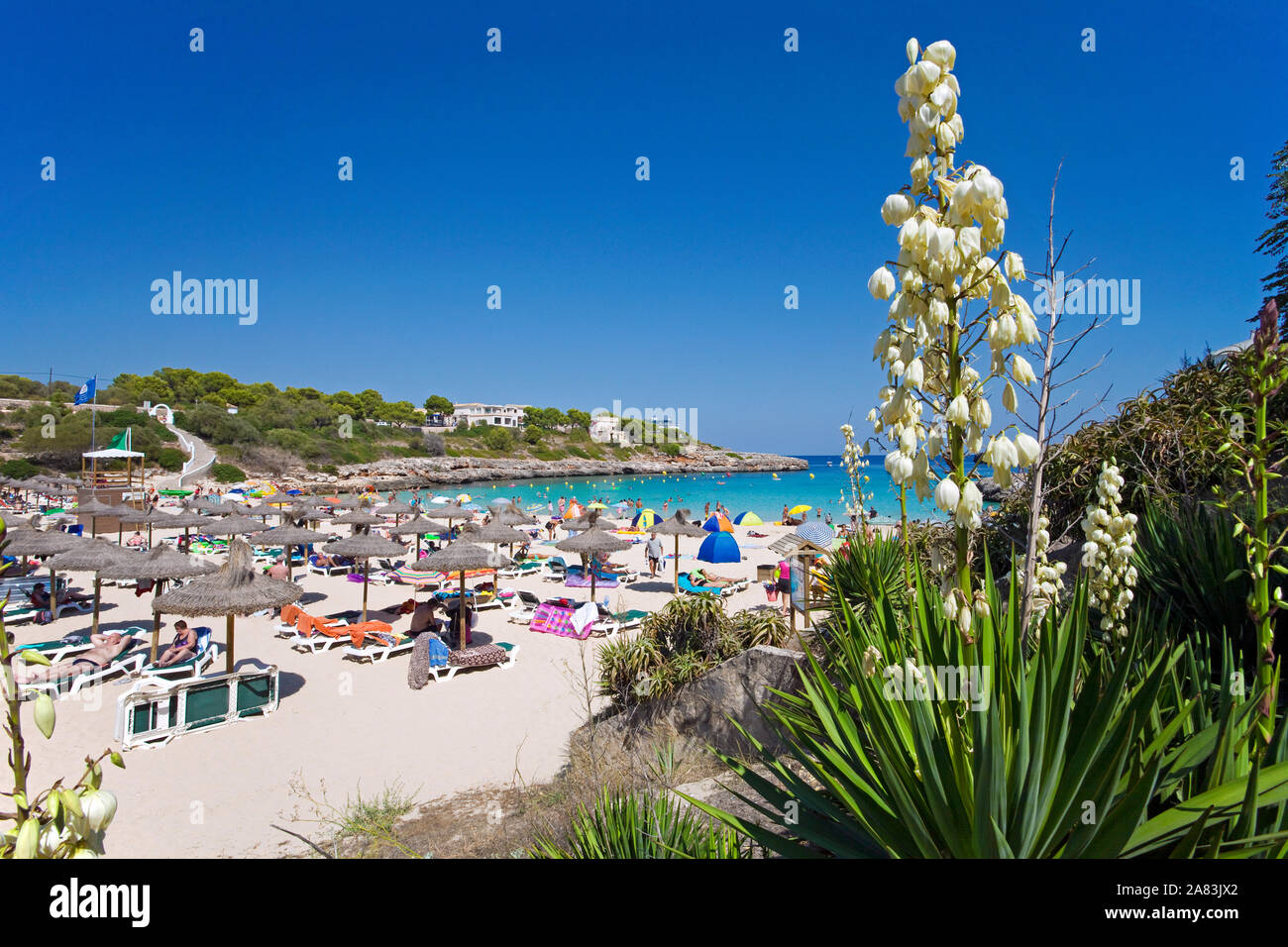 Blooming Moundlily Yuca (Yucca gloriosa) en playa Cala Marcal, Porto Colom, Mallorca, Islas Baleares, España Foto de stock
