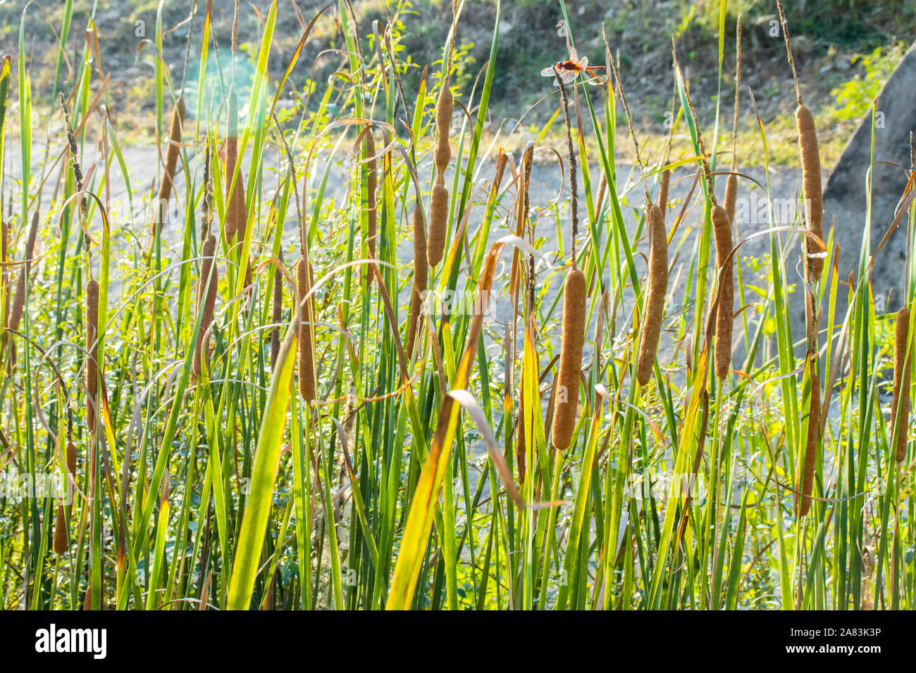 Plantas de cola de gato fotografías e imágenes de alta resolución - Alamy