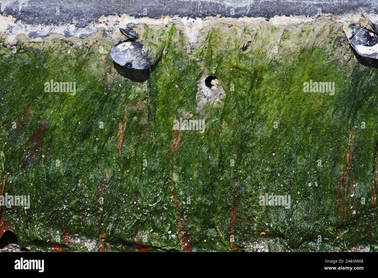 Percebes de algas y conchas de mar conectada a un muro en el puerto de Numana en Italia con algas marinas o algas alrededor Foto de stock