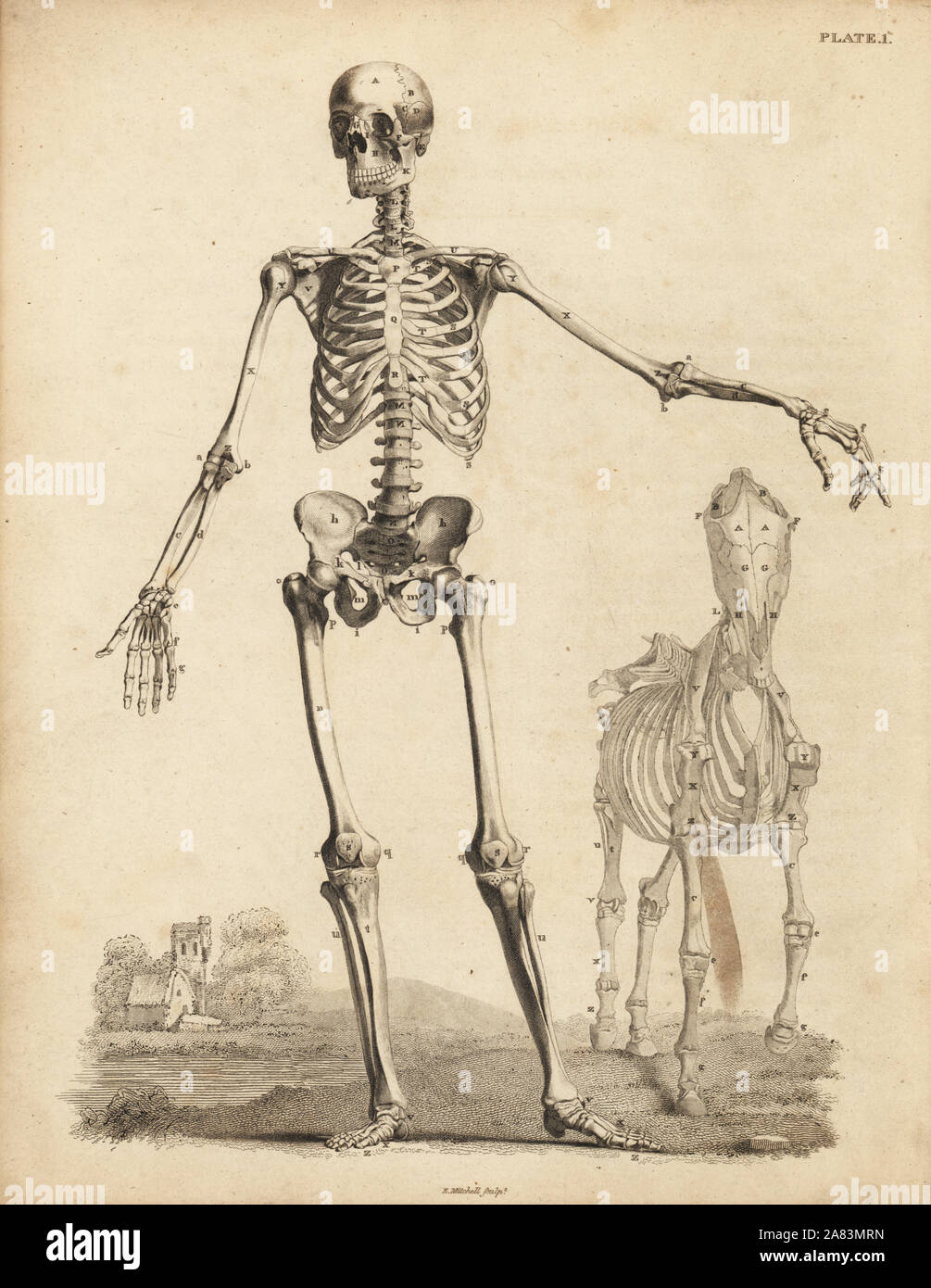 Hombre Esqueleto desde la parte delantera, con el esqueleto del caballo por George Stubbs. Copperplate grabado por Edward Mitchell después de una ilustración anatómica por Bernhard Siegfried Albinus de John Barclay's una serie de grabados del esqueleto humano MacLachlan, y Stewart, Edimburgo, 1824. Foto de stock