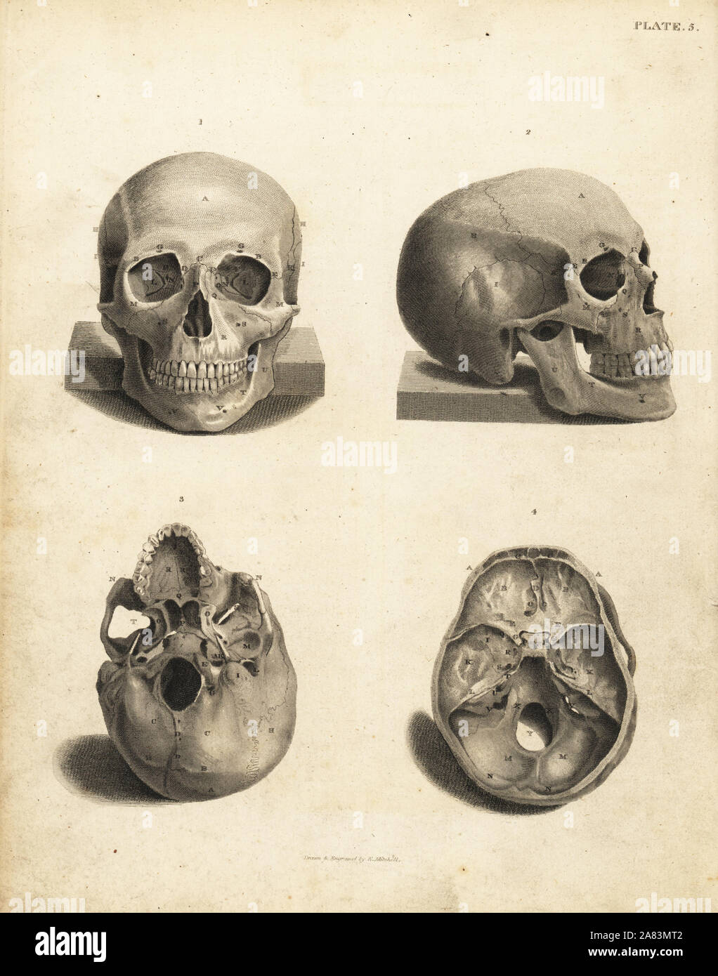 Vistas del cráneo humano. Copperplate grabado por Edward Mitchell después de una ilustración anatómica por Jean-Joseph Sue de John Barclay's una serie de grabados del esqueleto humano MacLachlan, y Stewart, Edimburgo, 1824. Foto de stock