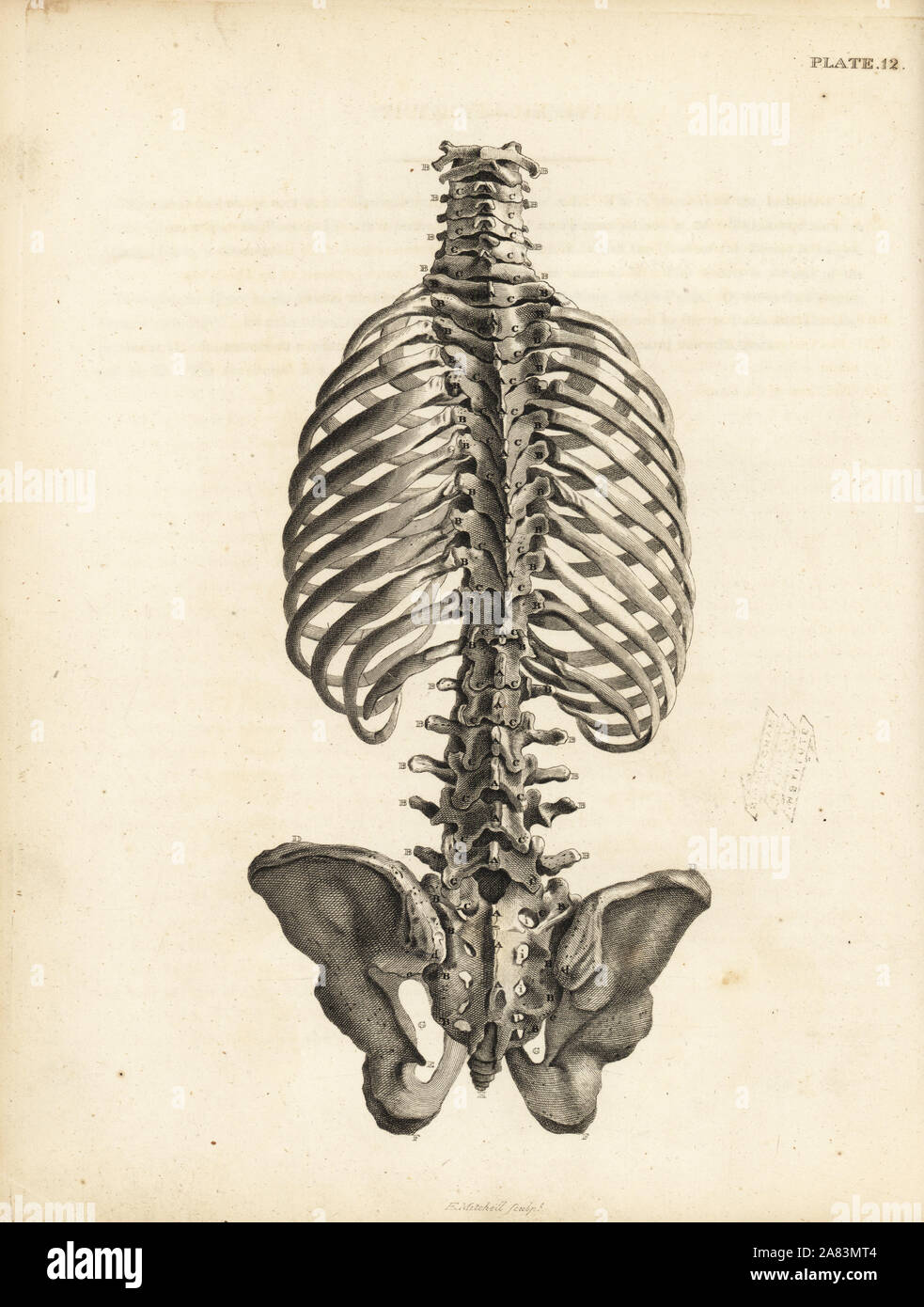 Vista trasera de la cajuela esqueleto humano incluyendo la columna vertebral, las costillas y la pelvis. Copperplate grabado por Edward Mitchell después de una ilustración anatómica por Jean-Joseph Sue de John Barclay's una serie de grabados del esqueleto humano MacLachlan, y Stewart, Edimburgo, 1824. Foto de stock