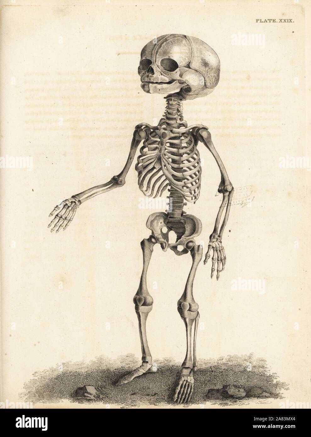 Esqueleto fetal en el momento del nacimiento. Copperplate grabado por Edward Mitchell después de una ilustración anatómica por Jean-Joseph Sue de John Barclay's una serie de grabados del esqueleto humano MacLachlan, y Stewart, Edimburgo, 1824. Foto de stock