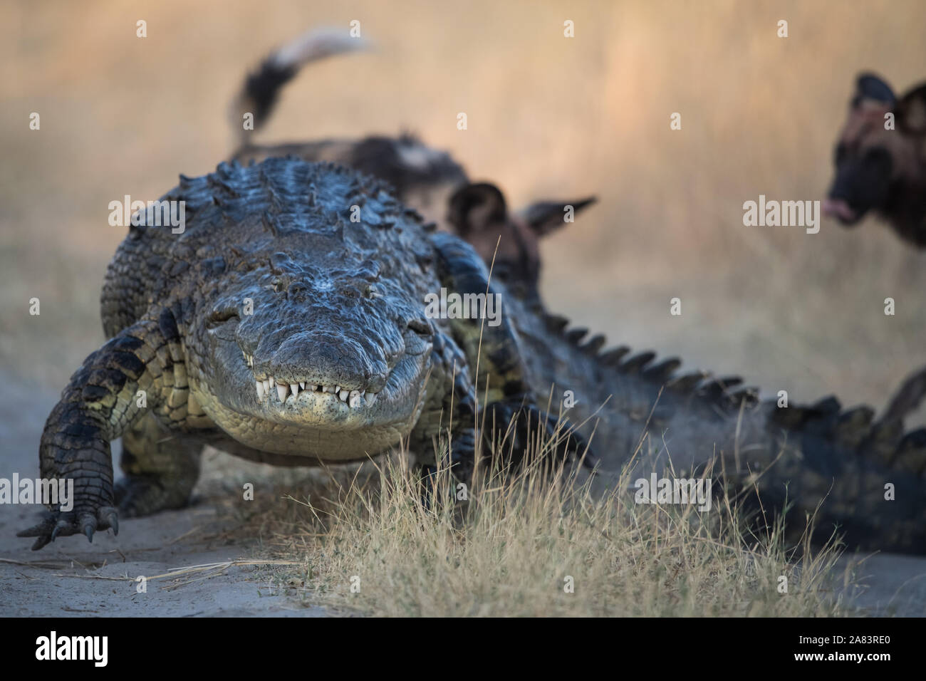 Los perros salvajes africanos (lycaon pictus) Ridiculizar un cocodrilo muy agresivo en Moremi NP (Khwai River), Botswana Foto de stock