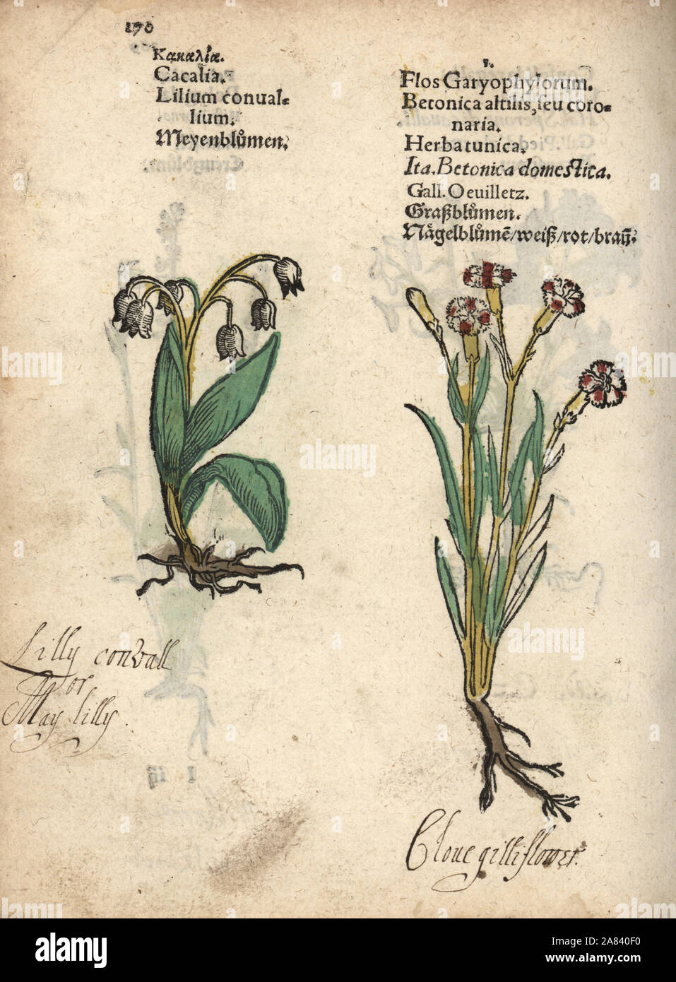 Lilium Convallium Fotos e Imágenes de stock Alamy