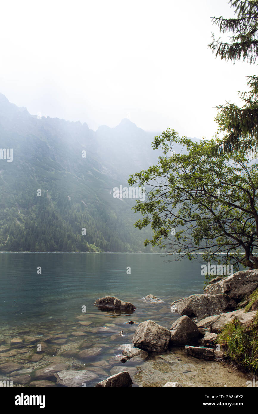 Árbol al lado de un lago de las montañas rocosas Foto de stock