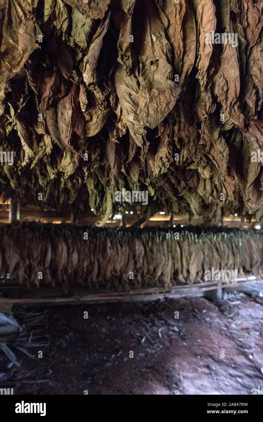 Las hojas de tabaco deja colgando para secar el interior de un galpón de secado del tabaco en el Valle de Viñales, paisaje cultural mundial por la UNESCO en el oeste de Cuba, Cuba Foto de stock