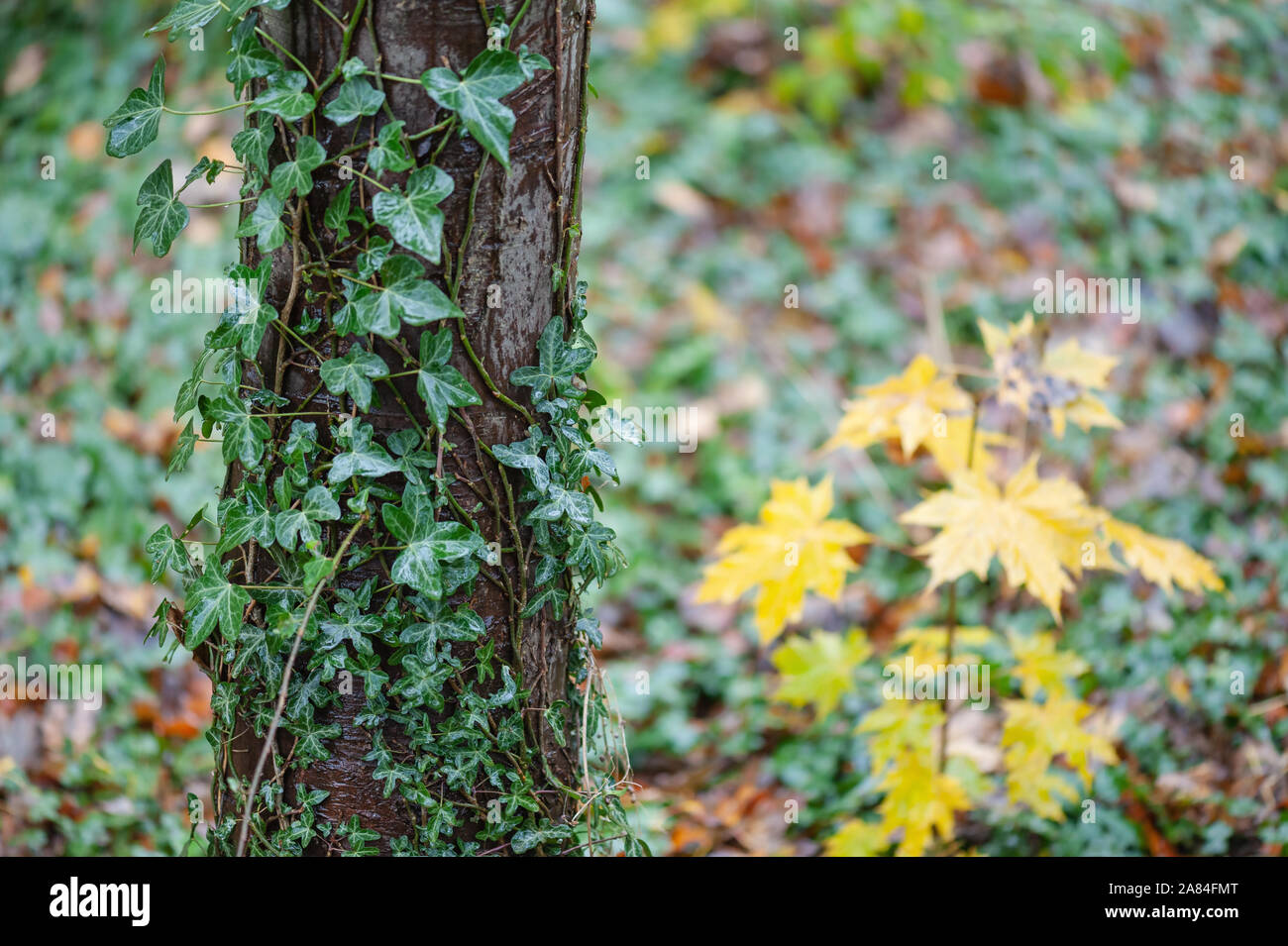 Tronco de árbol con ivy crecía, otoño hojas amarillas en el fondo. Foto de stock