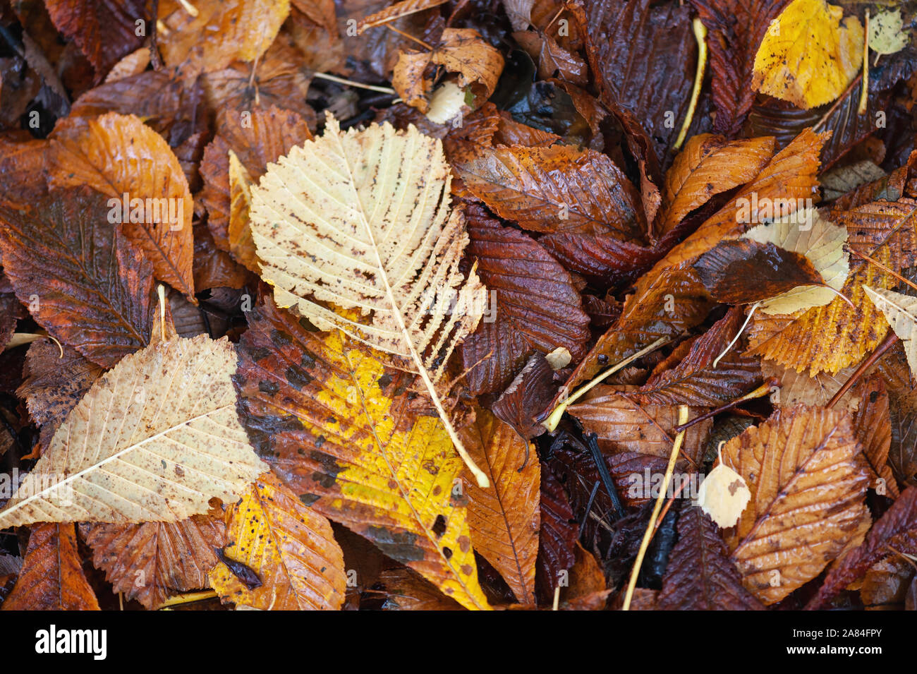 Caído el otoño hojas formando la hojarasca. Foto de stock