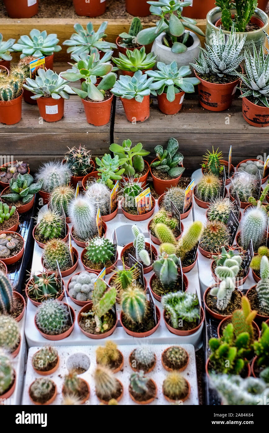 Varias plantas de cactus suculentas en la pantalla sale en un centro de  jardinería Fotografía de stock - Alamy