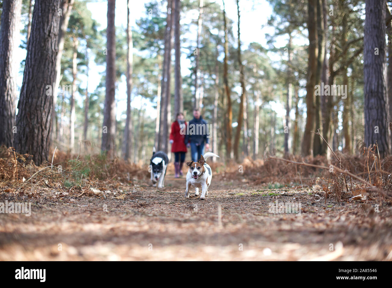 Los perros corriendo delante de un par de caminatas en los bosques de otoño Foto de stock