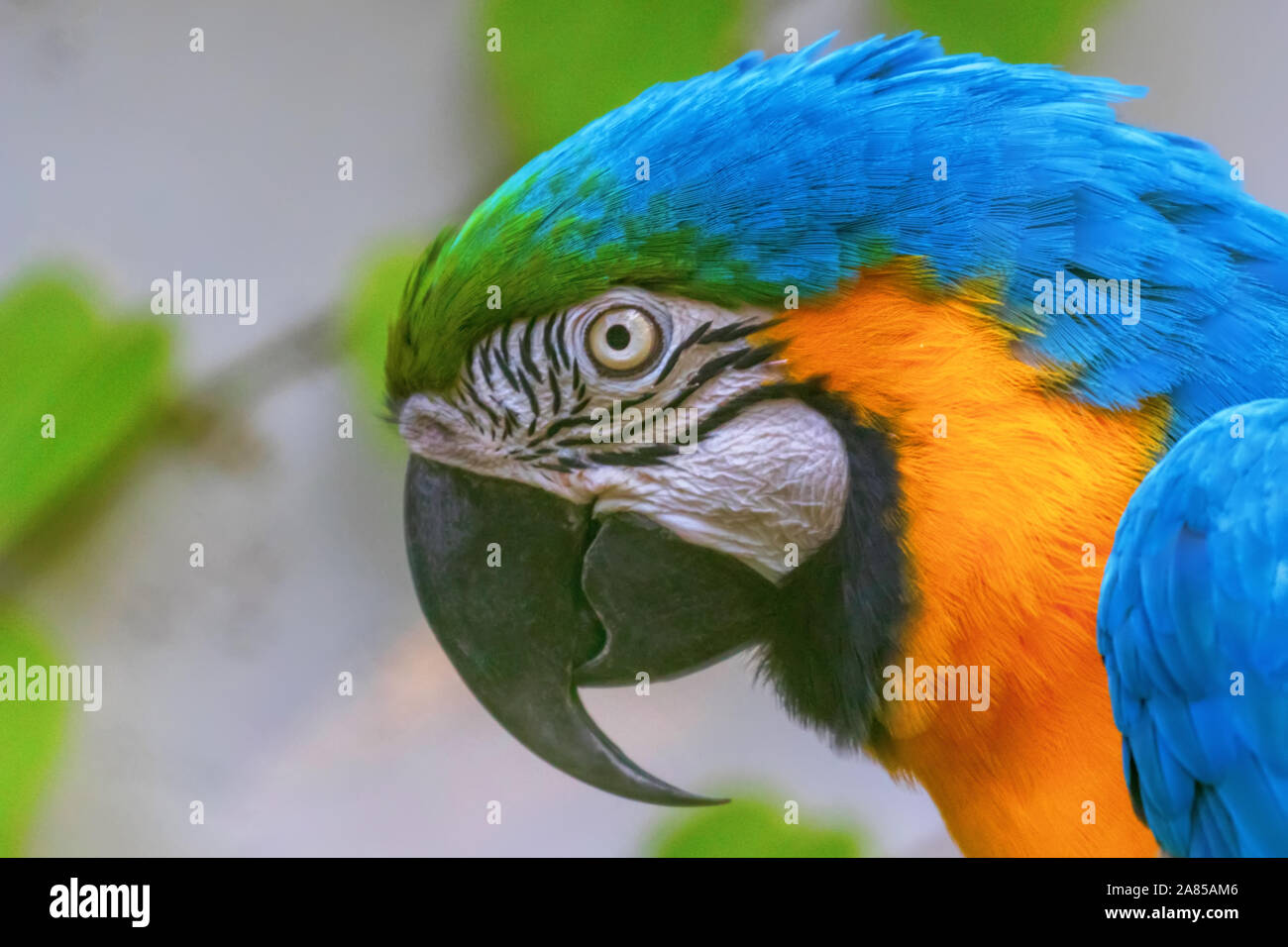 Colorido retrato de guacamayo azul y amarillo, conocido como el guacamayo azul y oro Foto de stock