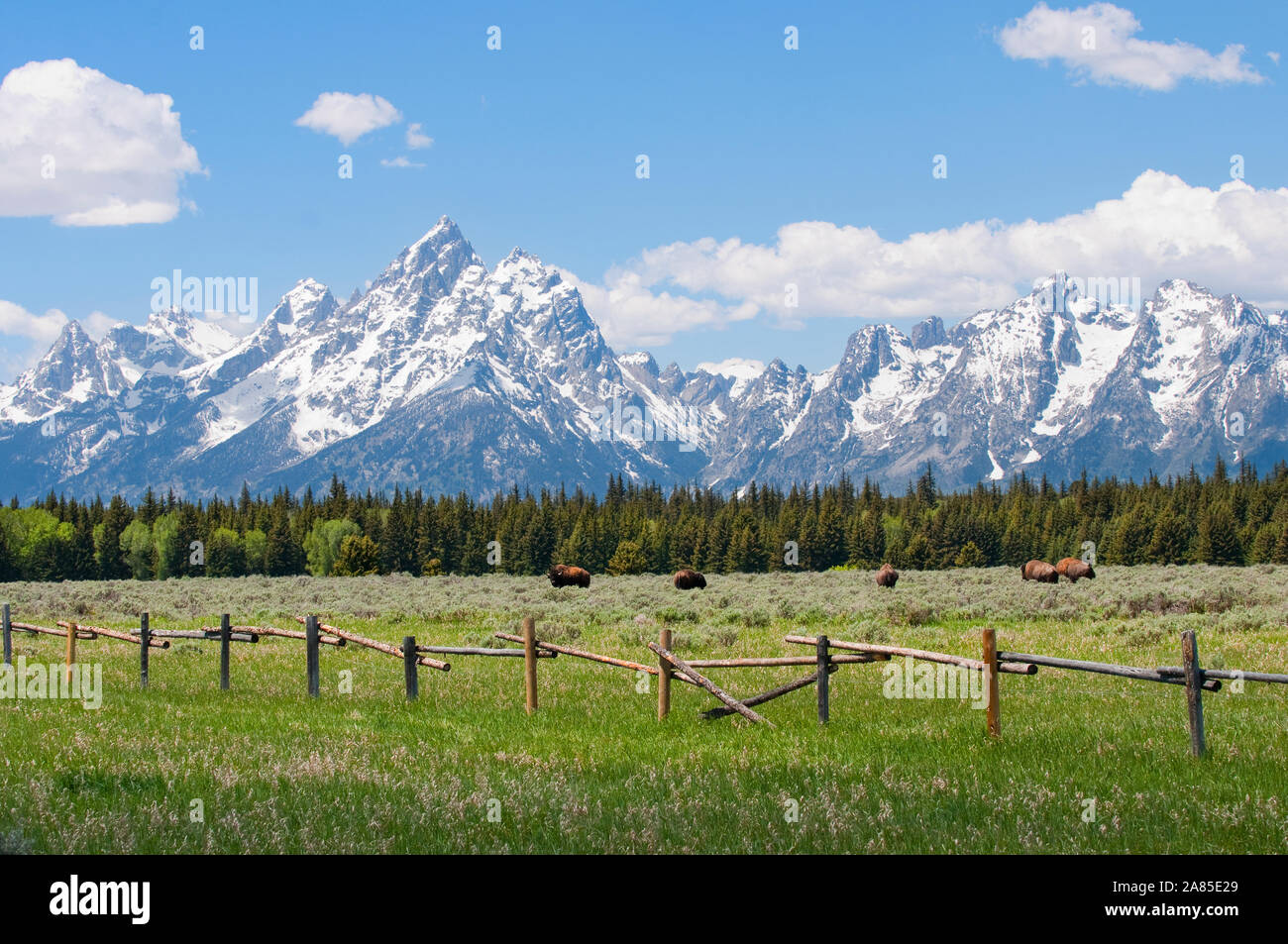 Cordillera Teton y bisontes americanos en un campo detrás de una valla de madera Foto de stock