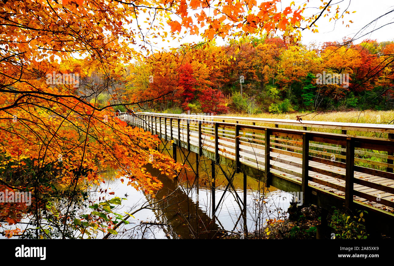 Pasarela de madera rodeada de brillantes colores de otoño Foto de stock
