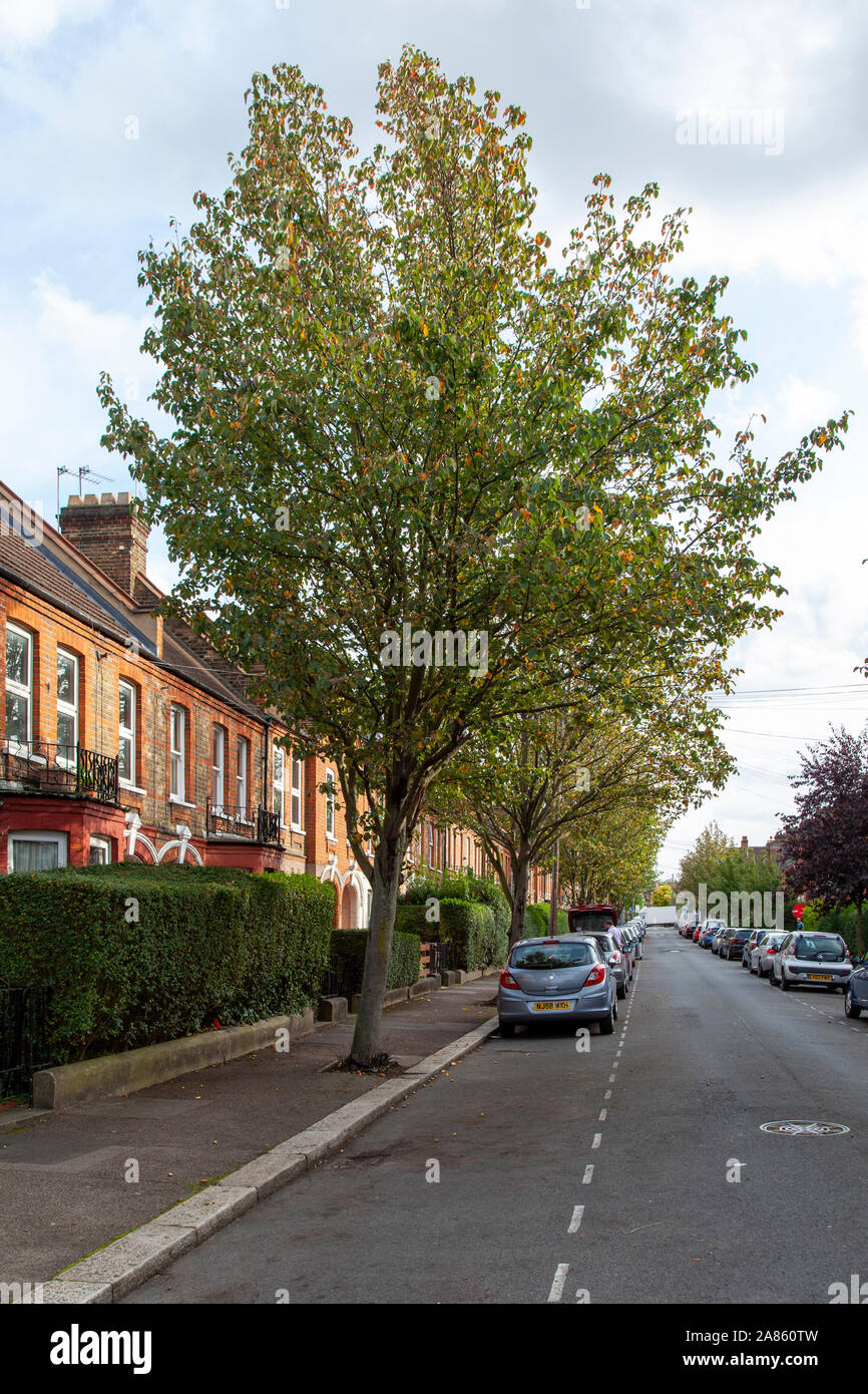 O PILAR Chonosuki manzano (Malus), crabapple tschonoskii ornamentales, árboles de la calle Warner Estate, Walthamstow, London E17 Foto de stock