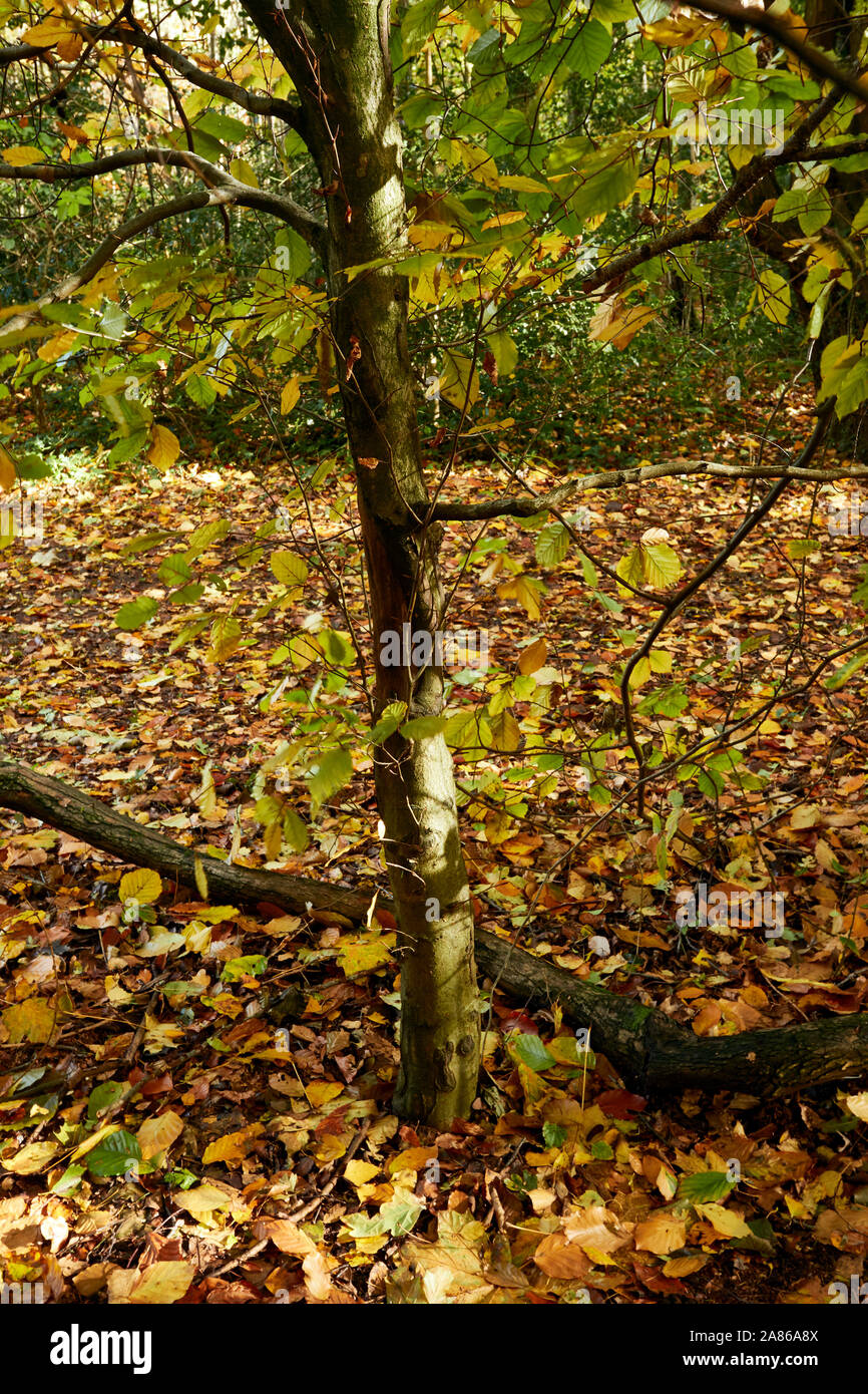 Bosques naturales, paisajes en otoño en inglés Fotografía de stock Alamy