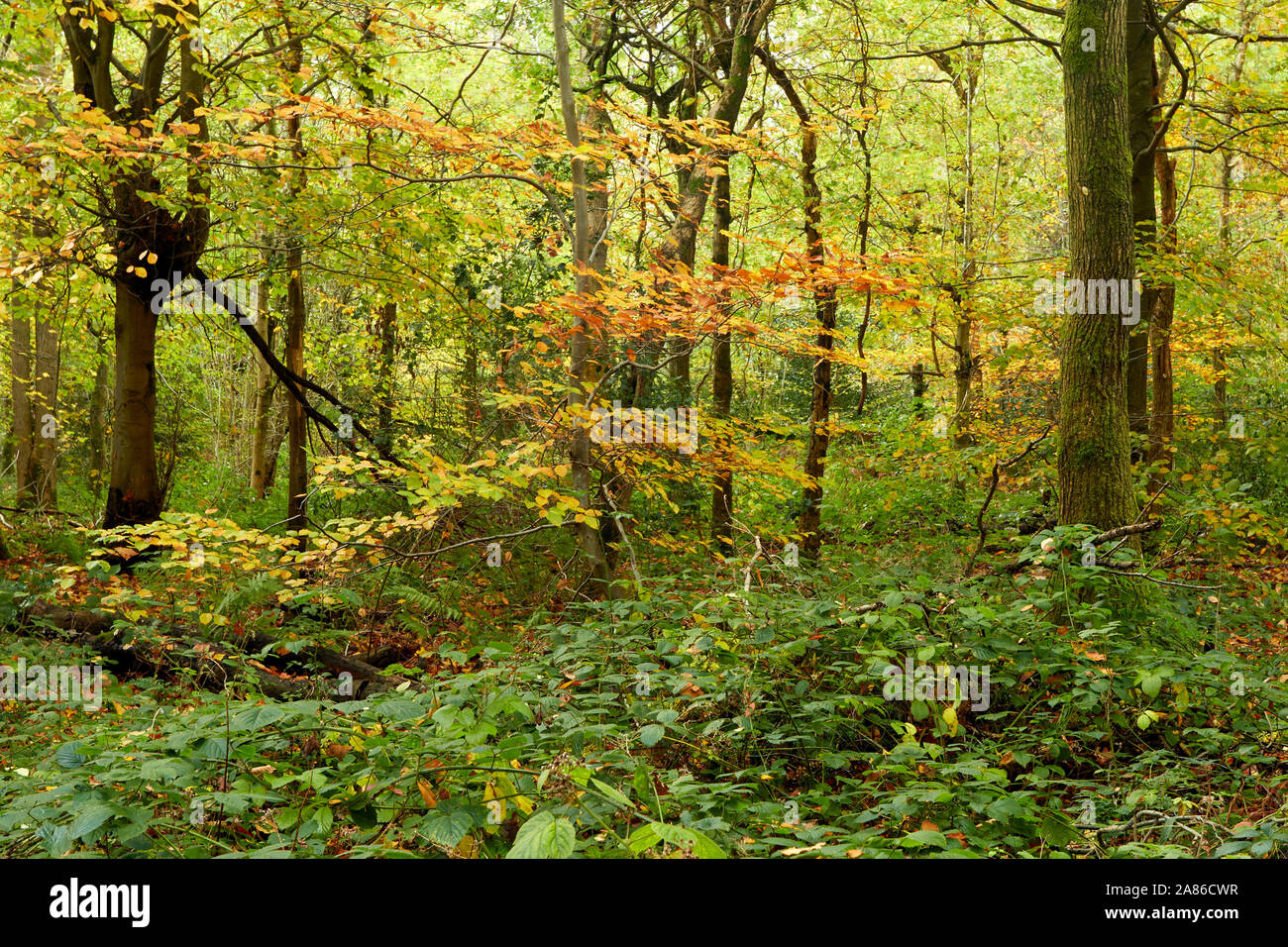 Bosques naturales, paisajes en otoño en inglés Fotografía de stock Alamy