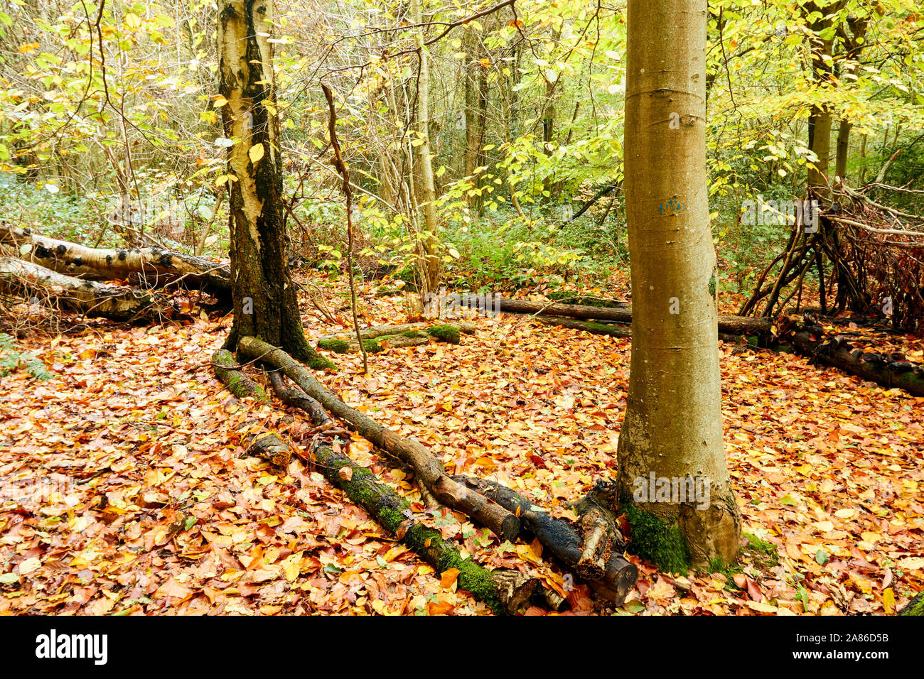 Bosques naturales, paisajes en otoño en inglés Fotografía de stock Alamy