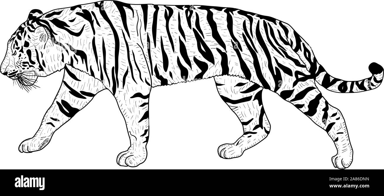 Boceto hermoso tigre sobre un fondo blanco. Ilustración del Vector