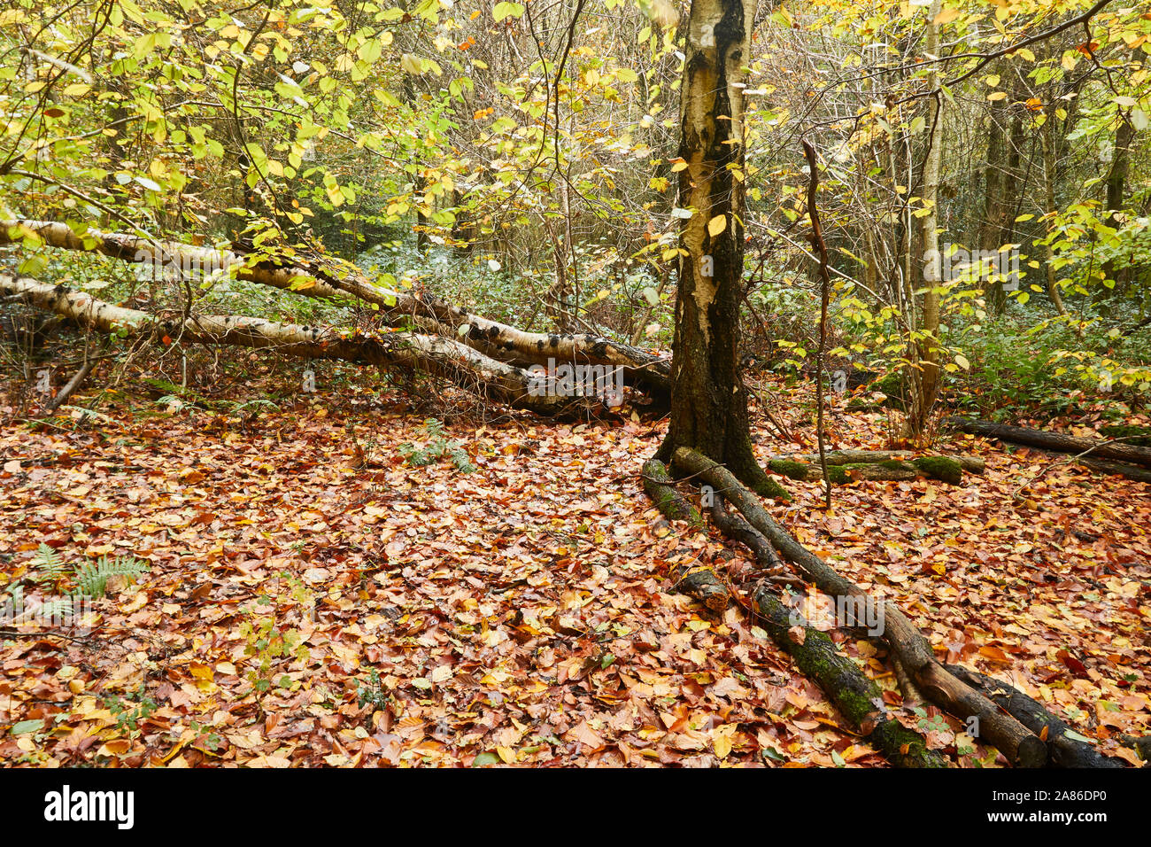Bosques naturales, paisajes en otoño en inglés Fotografía de stock Alamy
