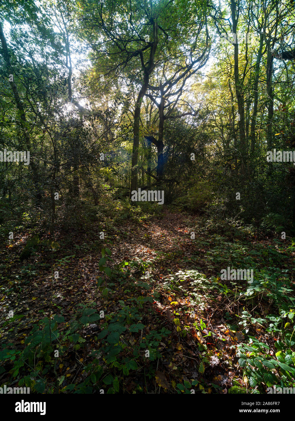 Bosques naturales, paisajes en otoño en inglés Fotografía de stock Alamy