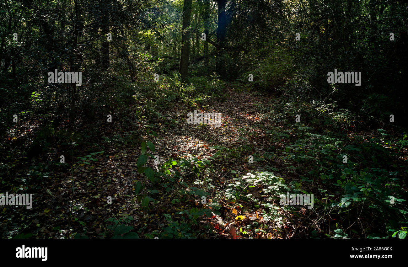 Bosques naturales, paisajes en otoño en inglés Fotografía de stock Alamy