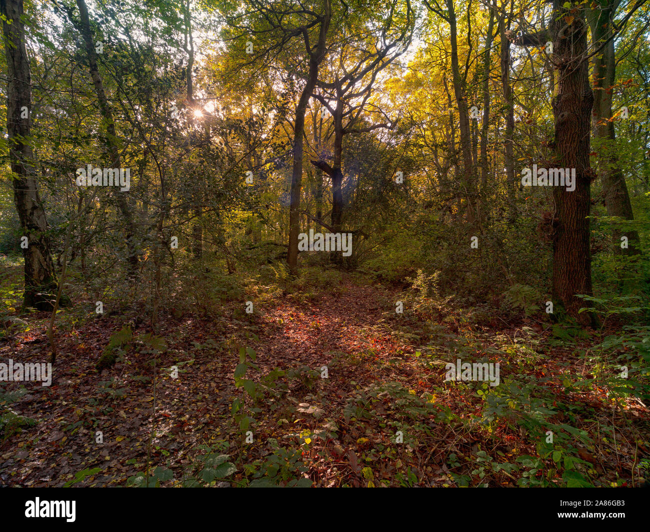 Bosques naturales, paisajes en otoño en inglés Fotografía de stock Alamy