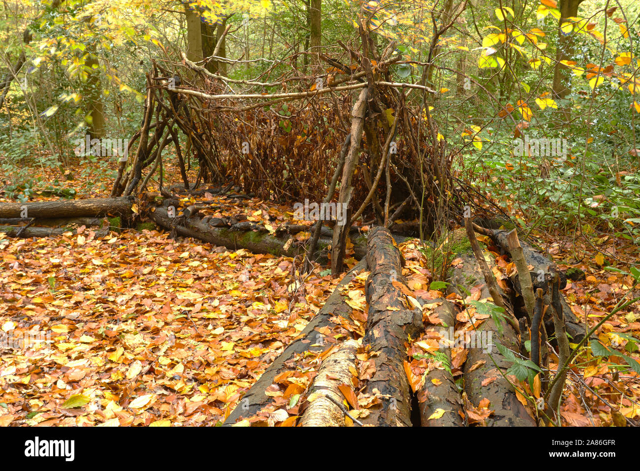 Bosques naturales, paisajes en otoño en inglés Fotografía de stock Alamy