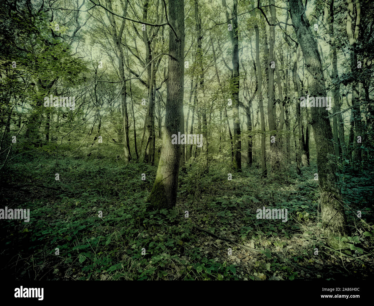 Bosques naturales, paisajes en otoño en inglés Fotografía de stock Alamy