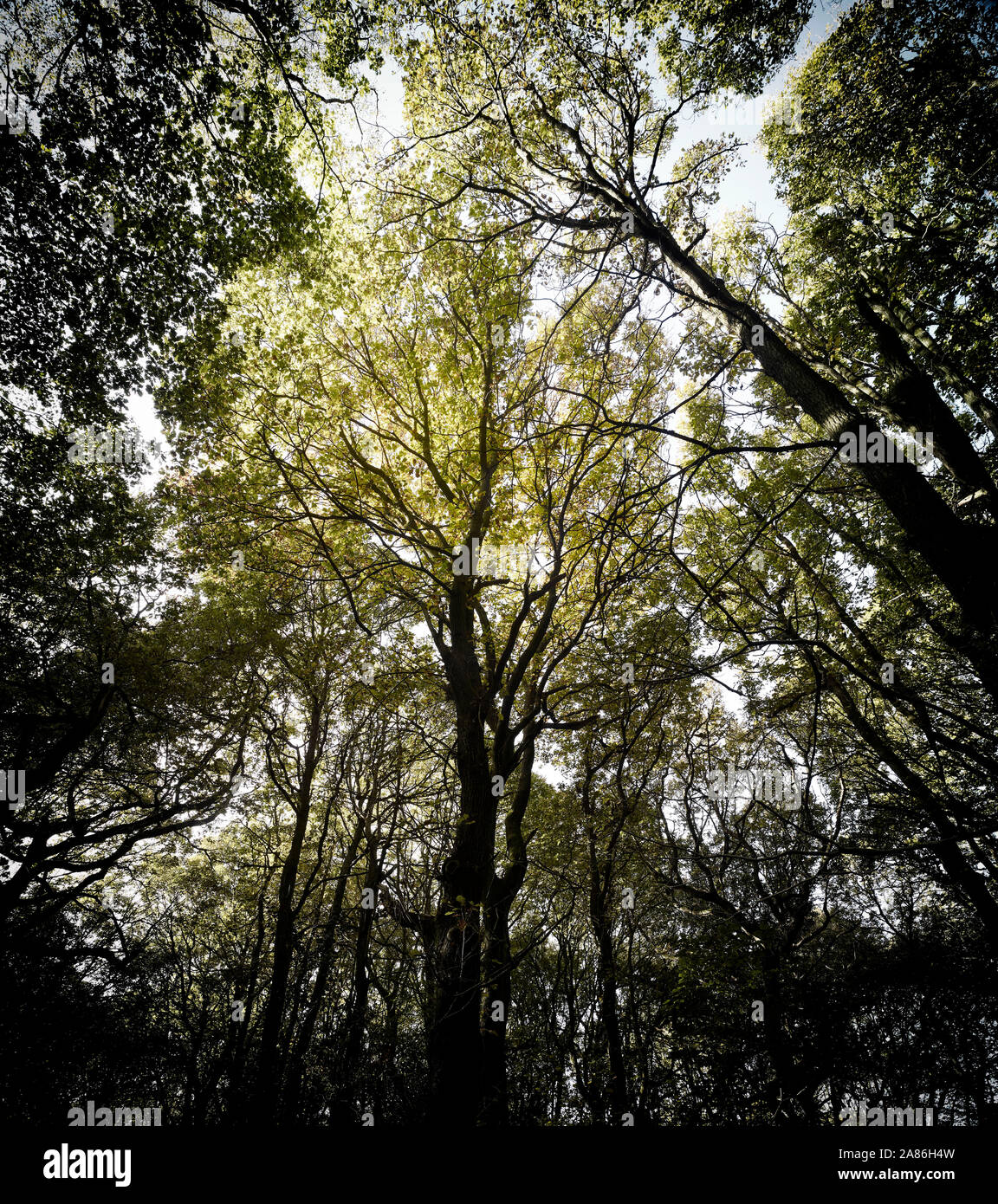 Bosques naturales, paisajes en otoño en inglés Fotografía de stock Alamy