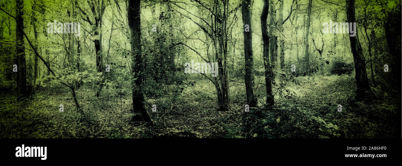 Bosques naturales, paisajes en otoño en inglés Fotografía de stock Alamy