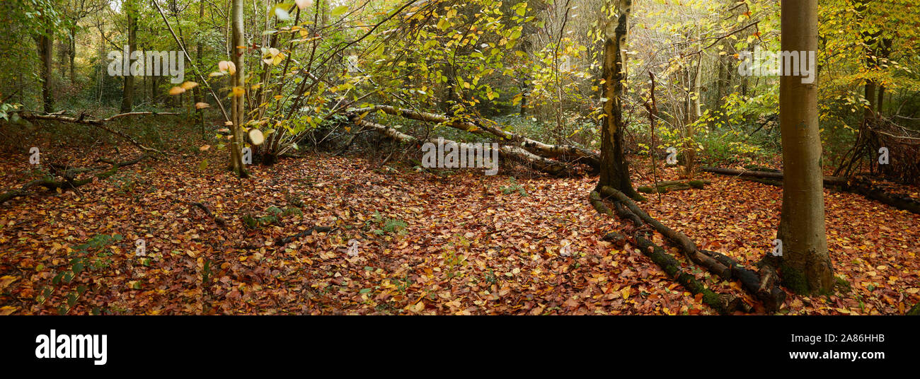 Bosques naturales, paisajes en otoño en inglés Fotografía de stock Alamy